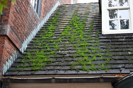 The Hidden Dangers of Moss and Algae on Your Roof Thumbnail